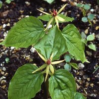 Trillium govanianum  Photo: J. Amand